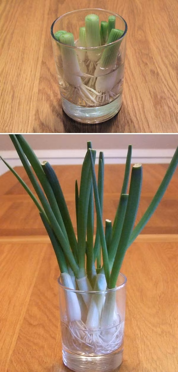 Hành lá: Khi nấu ăn, bạn hãy giữ lại phần đầu hành còn rễ dài khoảng 3cm, ngâm chúng vào một cốc thủy tinh chứa nước và để nơi có ánh sáng. Chỉ vài ngày sau, nhánh hành đã bị cắt sẽ mọc lại phần lá xanh tươi hơn. Khi cần dùng, bạn chỉ cần cắt phần ngọn ra ăn, để phần gốc hành trong cốc nước để trồng tiếp.