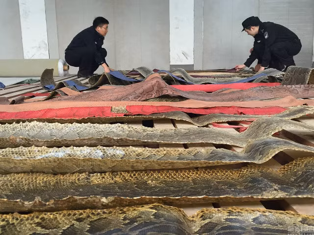 Nhân viên hải quan Hải Nam đã bắt giữ 16 kẻ buôn lậu và tịch thu 24.697 tấm da trăn giá trị ước tính khoảng 310 triệu nhân dân tệ (khoảng 1 nghìn tỷ đồng).