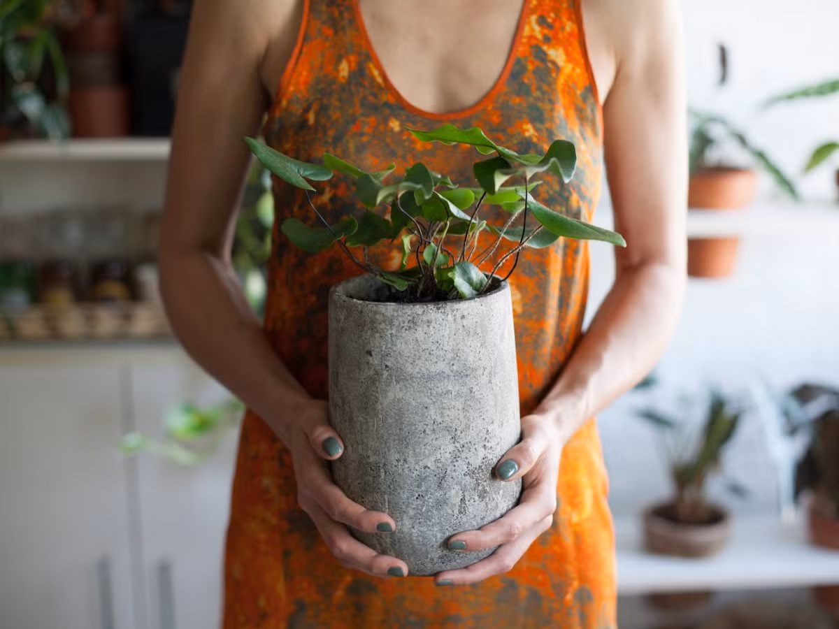 Nữ người mẫu khoe chậu cây mình trồng trong căn hộ.