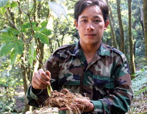 Một nông dân trồng sâm đã vào hàng đại gia của xã Trà Linh là Nguyễn Văn Lượng. Anh Lượng cho biết, hiện trồng khoảng 4.000 gốc sâm Ngọc Linh, trong đó khoảng 3.000 gốc 6 năm tuổi chờ thu hoạch. Mới đây, anh đã xuất bán 1.000 gốc sâm gần 10 năm tuổi cho các thương lái ở TP HCM và Hà Nội. aaaaaaa