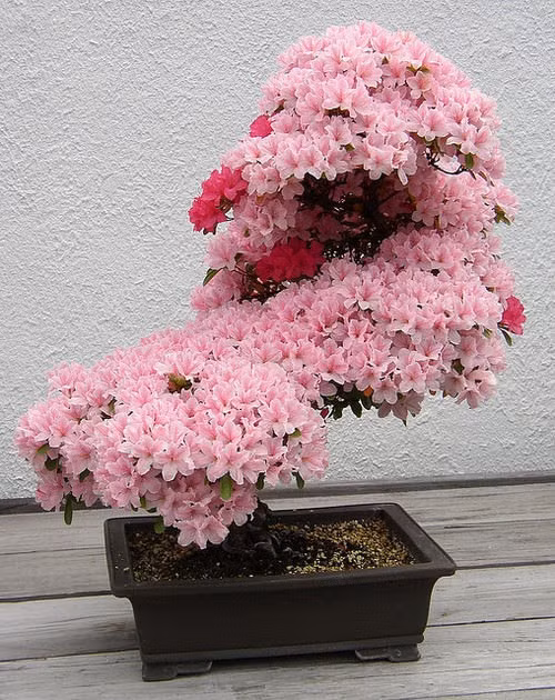 Một cây hoa bonsai nở rộ ấn tượng.