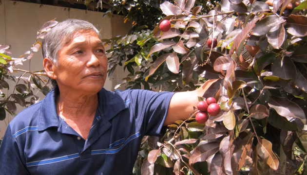 Sau khi có mặt trên thị trường, tiếng tăm của nhãn tím ngày càng lan rộng và giá được đẩy lên cao không thể ngờ. Trái bán ra thị trường cao gấp 10 lần nhãn thường.