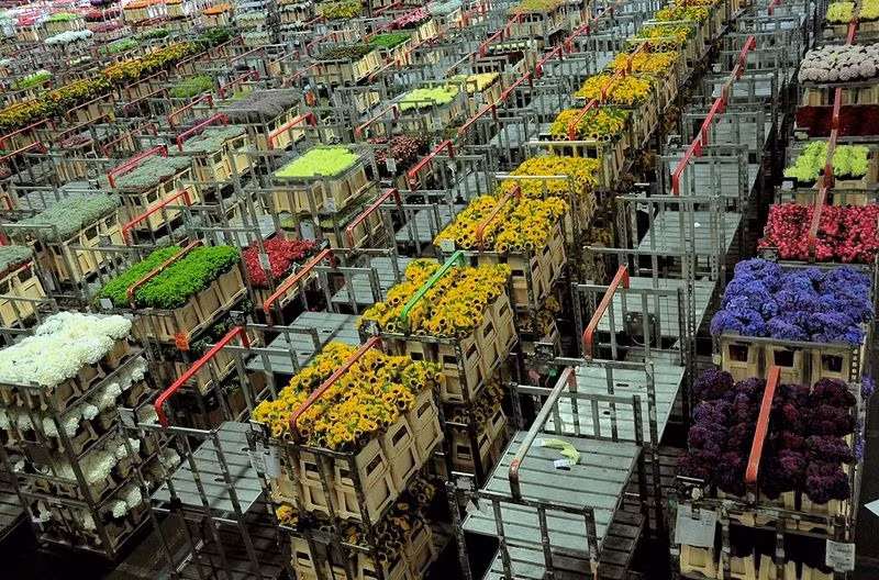 Mỗi ngày, chợ Aalsmeer nhập đến 20 triệu bông hoa từ khắp nơi trên thế giới với phần lớn lượng hoa được lấy từ Hà Lan và nhiều hoa nhập khẩu từ những nơi xa xôi như Ecuador, Colombia, Ethiopia, Kenya...
