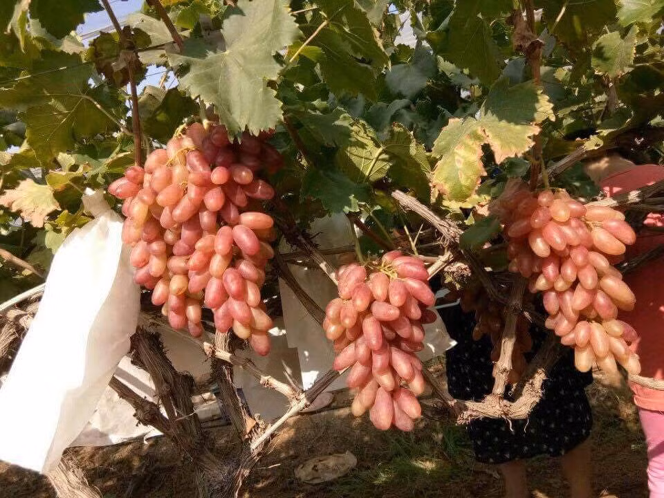 Cụ thể, loại nho mỹ nhân chỉ này có giá bán lẻ là 130.000-140.000 đồng/kg, còn giá mua buôn là 90.000 đồng/kg. Dù giá không hề rẻ nhưng nhiều khách vẫn mua đến hàng chục cân ăn dần, thậm chí đem biếu, bởi họ đều thấy nho mỹ nhân chỉ trông lá xanh mướt, nhìn đã thấy tươi ngon.