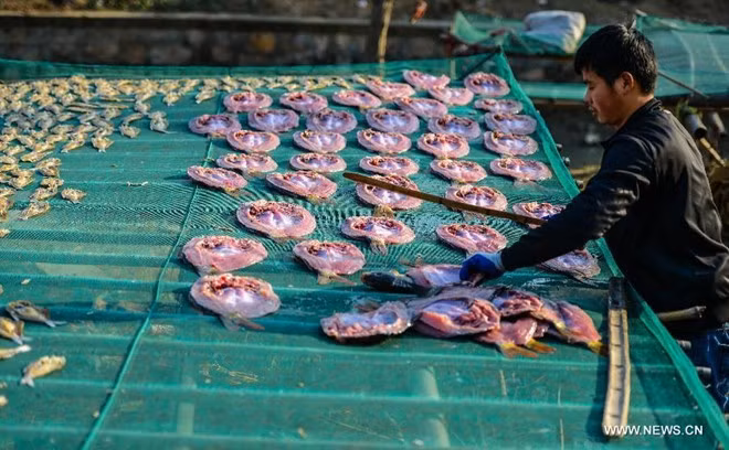 Người dân tản đều những miếng cá để chúng mau khô.