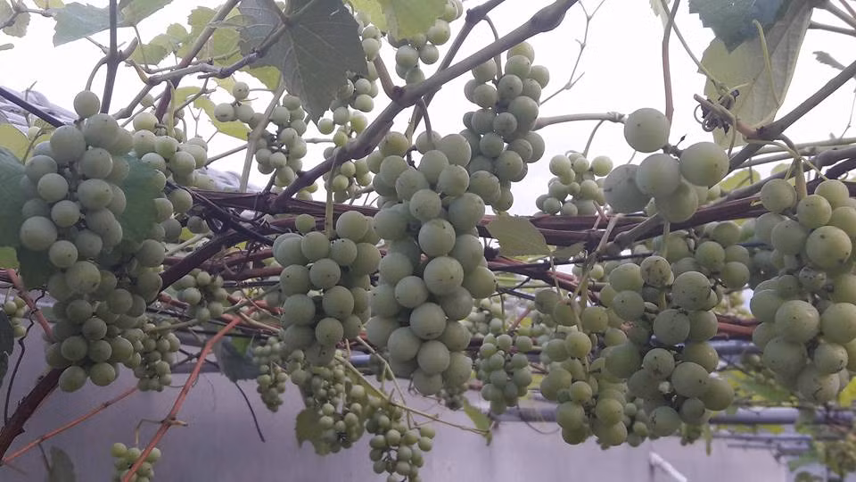 Anh Khoa bắt đầu trồng giàn nho trĩu quả này vào tháng 9/2015, tính đến năm nay mới được khoảng 9 tháng. Nhưng, nho đã bắt đầu cho quả mùa đầu tiên và khoảng 1 tháng nữa sẽ chín, gia đình có thể hái ăn.