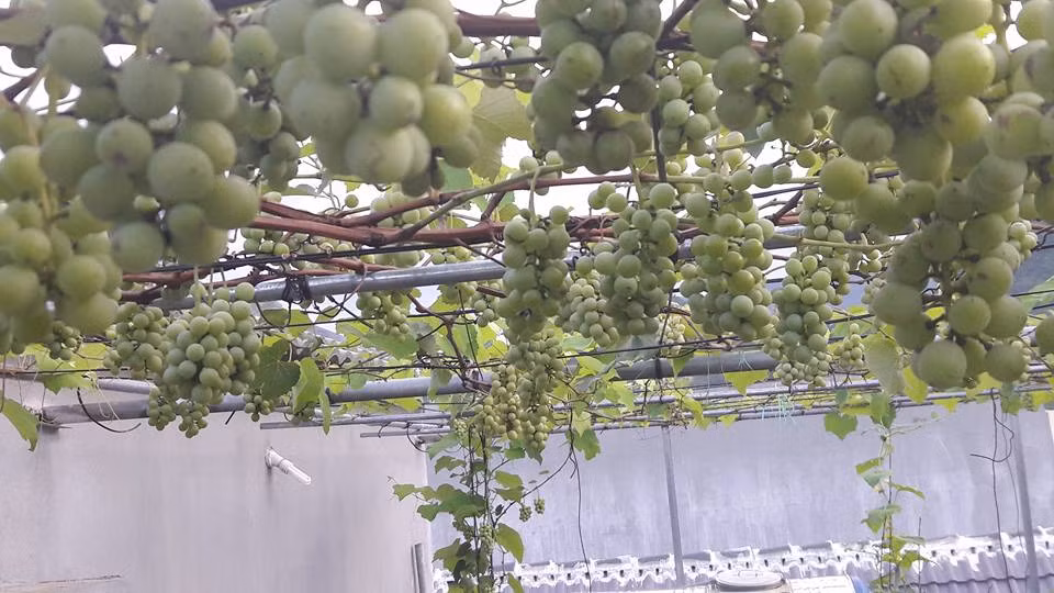 Anh Phạm Đăng Khoa ở đường Hoàng Quốc Việt (TP. Lai Châu) chia sẻ, khoảng 1 năm nay, gia đình anh đã sử dụng toàn bộ diện tích sân thượng vào việc trồng rau sạch và nho. Giàn hoa quả sai trĩu khiến ai nhìn cũng thích thú.