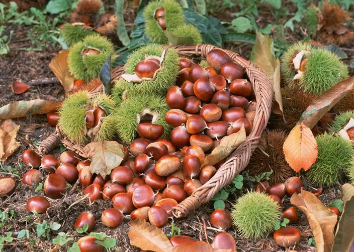 Hạt dẻ đã rơi dưới mặt đất có màu nâu thẫm, quả vẫn chưa tách ra khỏi vỏ. Những người công nhân phải dùng tay tách hạt, kiểm tra xem có bị sâu không trước khi cho vào giỏ.