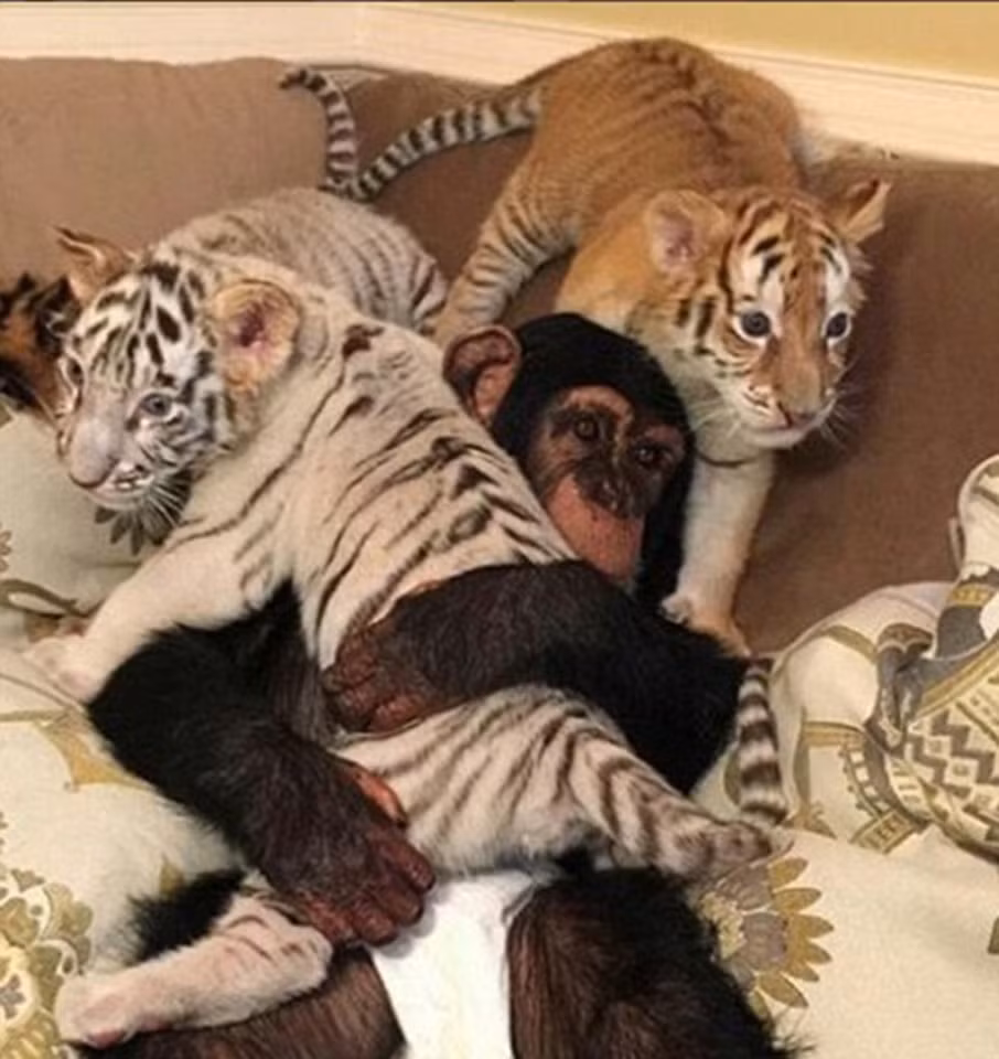 Ngoài những bức ảnh khoe phi cơ riêng, siêu xe Lamborghini và những chai sâm-panh sang chảnh, đại gia Humaid Abdulla Albuqaish còn sở hữu một bộ sưu tập thú nuôi hoành tráng bao gồm sư tử, hổ con, tinh tinh, báo đốm và rất nhiều loài động vật quý hiếm khác.