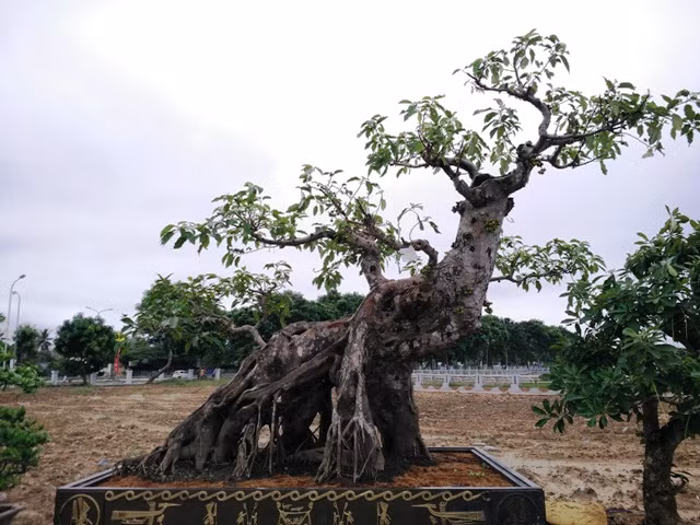 Cây sung cổ thụ có hình dáng độc.
