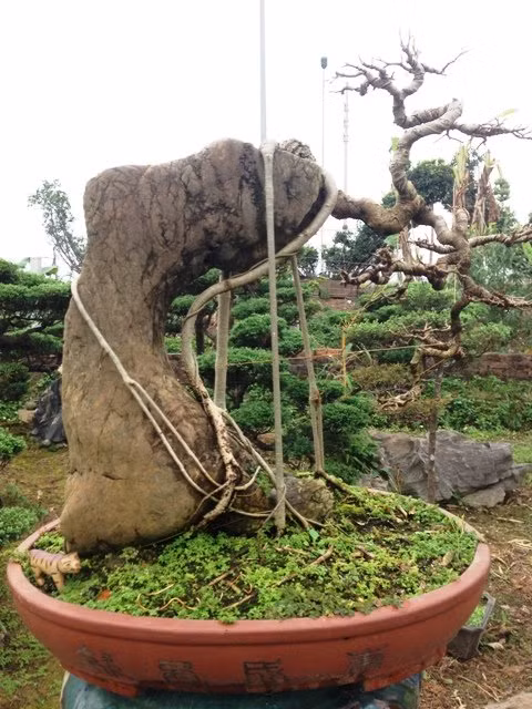 Cây sanh được ký trên khối đá thấm thủy.