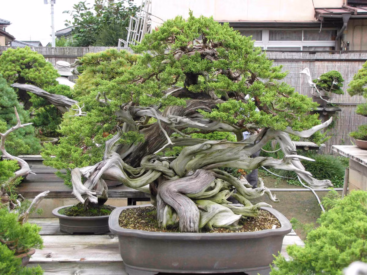Chậu cây có dáng tuyệt đẹp.