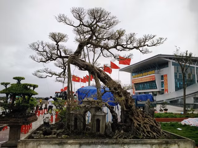 Cây sanh cổ thụ với dáng xưa kết hợp với giếng nước, sân đình, giá cả 100 triệu đồng.