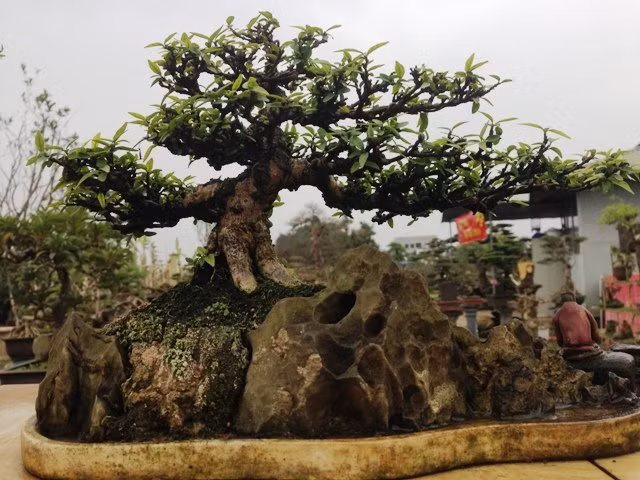 Tác phẩm mai chiếu thủy bonsai ký đá hàng chục năm tuổi.