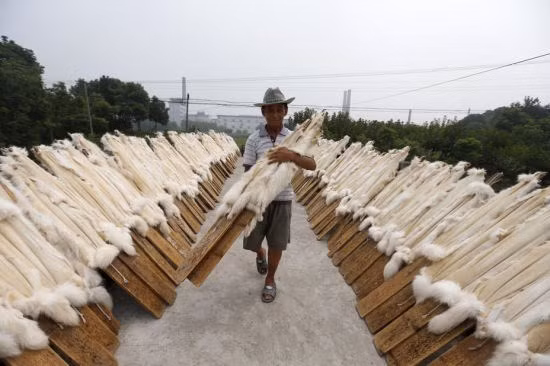 Phần lớn trong số 100.000 người dân ở thị trấn này đều sống bằng nghề làm lông thú.