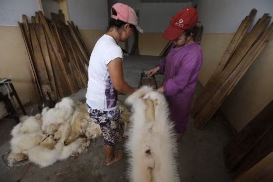 Công nhân đang tiến hành lột lông thú.