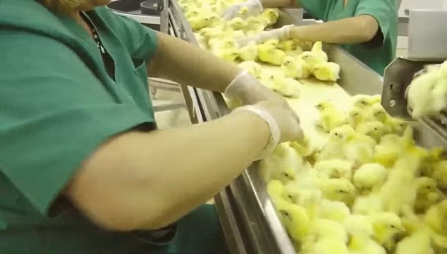 Những hình ảnh gây sốc về nhà máy nuôi và ấp trứng gà công nghiệp được một nhóm bảo vệ động vật bí mật quay lại.