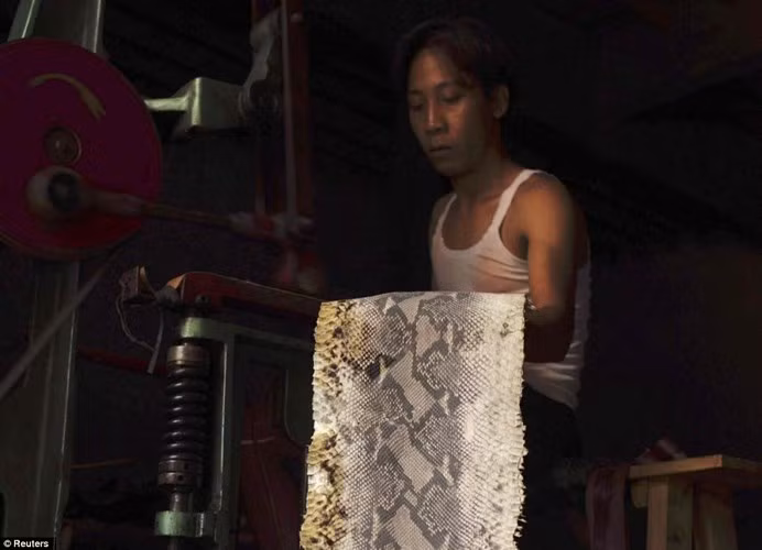 Những miếng da trăn được chuyển đến các cơ sở dệt may thủ công để làm túi xách, giày da...