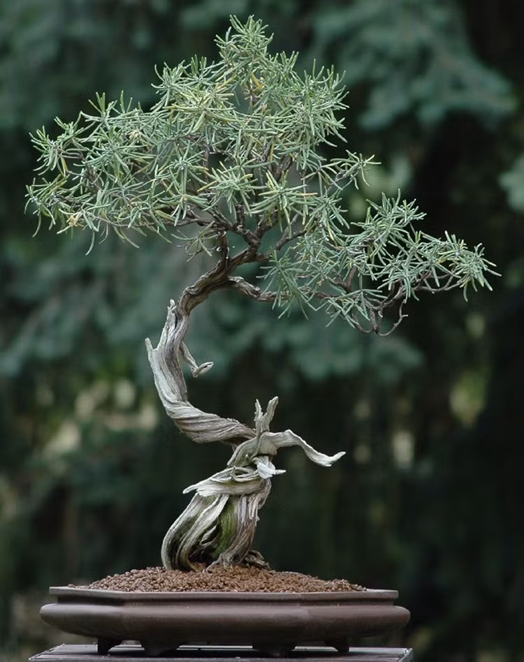 Cây bonsai nhỏ xinh.
