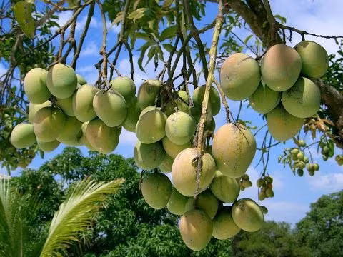 Cây xoài Kesar sai trĩu cành.