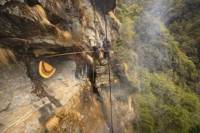 Cứ mỗi năm hai lần, những người “thợ săn” mật của dân tộc Gurung ở Nepal cùng nhau hội tụ lại để đi lấy mật ong rừng trên các vách đá cheo leo ở đỉnh Himalaya.