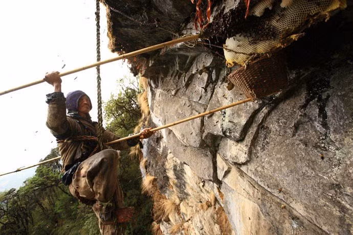 Nghề lấy mật ong rừng trên vách đá Himalaya ở Nepal là công việc nguy hiểm và cực kỳ đáng sợ bởi thợ săn ong phải đu mình trên độ cao hàng nghìn mét.