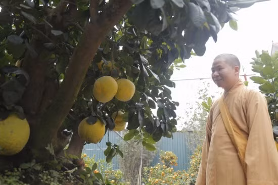 Nhiều khách hàng trả cây bưởi bonsai này lên tới cả trăm triệu, nhưng ông Mạnh nhất quyết không bán mà chỉ đồng ý cho thuê với giá 50 triệu đồng.