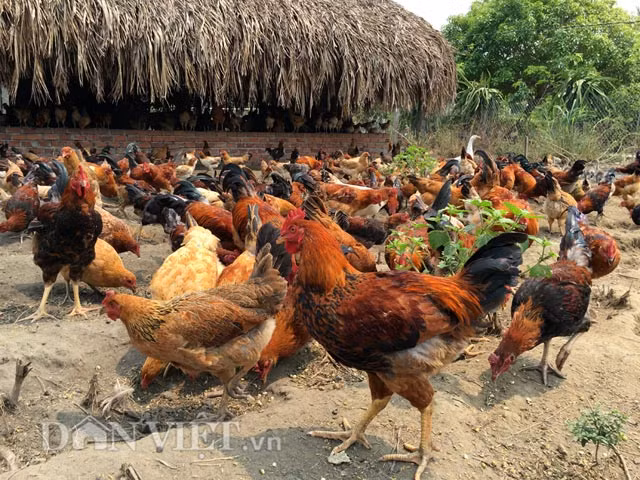 Số lượng gà nuôi lên đến 6000 con, với thức ăn hàng ngày không chỉ là rau, bèo... mà còn có lúa ủ mầm và giá đỗ xanh. Vì vậy nhiều người ví gọi trang trại gà sạch của anh Thuận (Quảng Ngãi) là nuôi theo kiểu "nhà giàu".