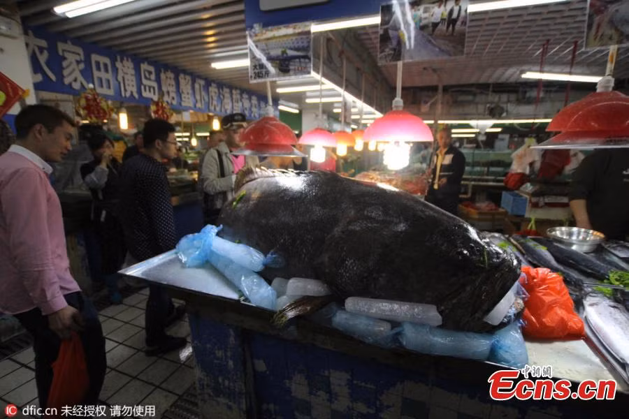 Con cá mú khổng lồ nặng hơn 150kg bày tại chợ.
