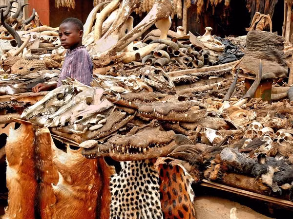 Chợ tà thuật Lomé (Togo, Tây Phi): Khu chợ kỳ quặc này bán chân voi, tay tinh tinh, tim ngựa và những bộ phận khác của các loại động vật. Các nguyên liệu này không phải dùng để nấu ăn mà cho các phương pháp chữa bệnh truyền thống.