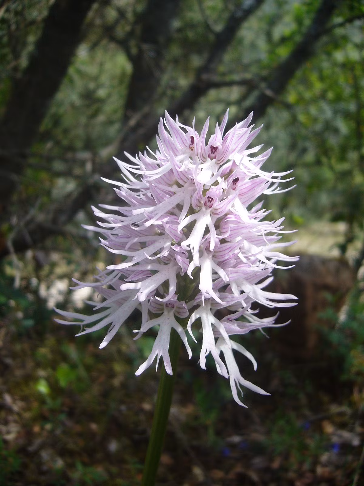 Sở dĩ có cái tên kỳ quặc và nhạy cảm như trên là bởi mỗi bông hoa lan Orchis italica đều có hình dáng của một người đàn ông khỏa thân hoàn toàn, khoe ra bộ phận nam tính nhạy cảm nhất.