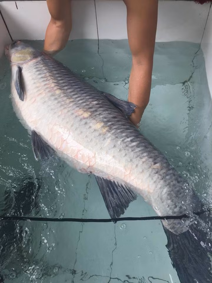 Con cá nặng 30kg, dài 1,2m. Bụng cá có màu trắng. Ngư dân đã bán con trắm với giá hơn 10 triệu đồng.
