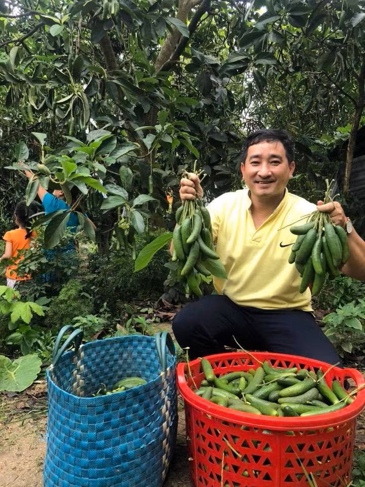 Loại bơ tí hon không hạt này đang được người tiêu dùng tranh nhau mua vì hiếu kỳ