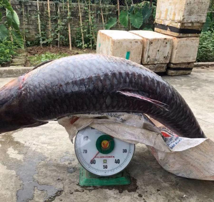 Con cá trắm đen nặng tới hơn 60kg, thuộc dạng kỷ lục từ trước đến nay.