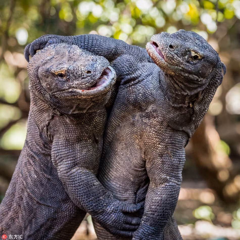 Hai con rồng Komodo kịch chiến với nhau để giành quyền kiểm soát lãnh địa béo bở. Chúng lao vào nhau và giằng co rất quyết liệt. Sau khoảng hơn nửa giờ, cả hai vẫn cân tài cân sức, không thể hạ knock out đối thủ. Đến khi một con rồng Komodo quyết định dùng đến nước bọt có độc để làm tê liệt đồng loại của mình, cuộc chiến của loài động vật hoang dã mới kết thúc.