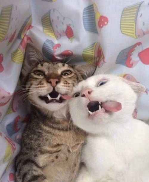 Khoảnh khắc ngáo ngơ của hai chú mèo say lá bạc hà được chủ nhân ghi lại. Chắc chắn đây sẽ là một trong những khoảnh khắc đáng xấu hổ nhất của chúng.