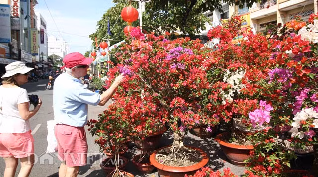 Mỗi chậu hoa giấy đặc biệt này có giá từ 2-3 triệu đồng.