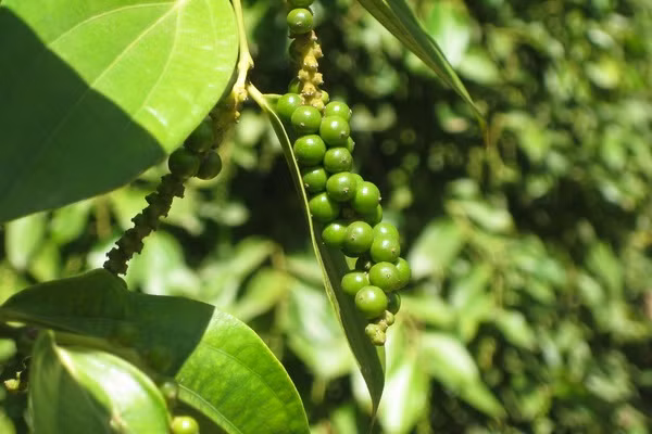  Bài 2: Kết hợp tỏi với các vị thuốc bao gồm: hồ tiêu, bạch chỉ. Ảnh: Phú Quốc.