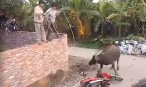 Trâu điên kéo lê chiếc xe máy của anh Việt hàng trăm mét. Ảnh cắt từ clip.