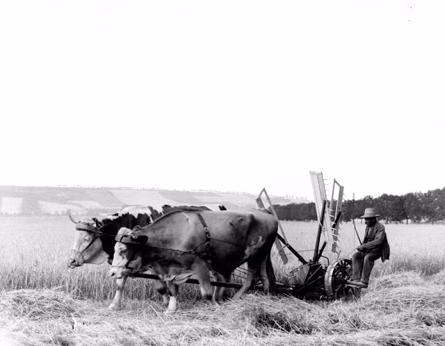 Người nông dân làm việc trên cánh đồng năm 1904.