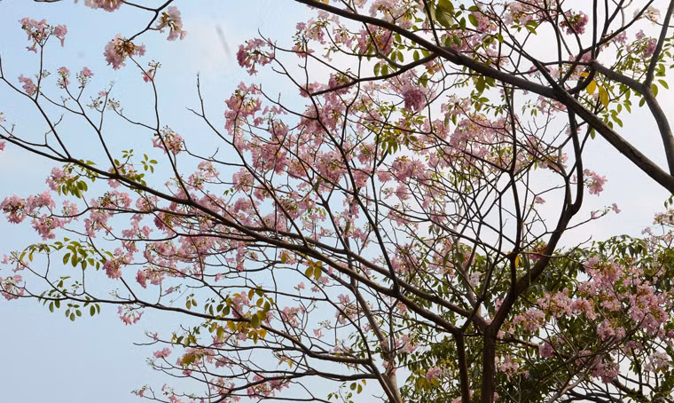 "Ở thành phố có khí hậu nhiệt đới, hoa kèn hồng với màu sắc nhẹ nhàng đã tạo cảm giác dễ chịu. Chúng tôi mong muốn TP trồng loại hoa này trên nhiều tuyến đường khác".