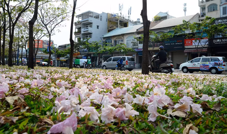 Những cánh hoa khi tàn tạo nên một thảm cỏ rực hồng. Một dãy cây hoa kèn hồng trên đại lộ Võ Văn Kiệt tựa như hoa anh đào.