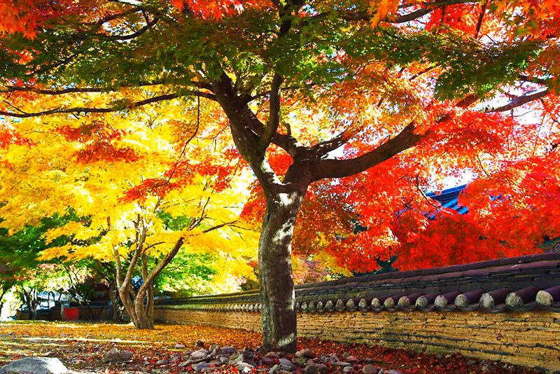 Công viên Haneul, Seoul không chỉ là nơi yên tĩnh để tránh xa tiếng ồn của đô thị, mà còn là địa điểm hoàn hảo ghi lại những bức ảnh tuyệt vời khi Hàn Quốc vào thu.