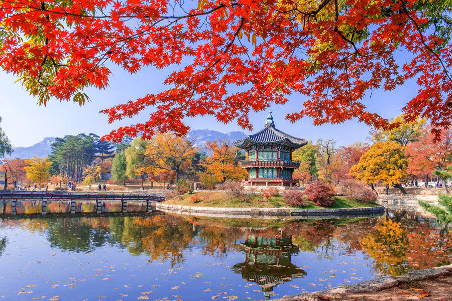 Vào cuối thu, cung điện Gyeongbokgung trở thành tấm phông nền điễm lệ cho các nhiếp ảnh gia với thảm lá vàng phủ kín khắp nơi.