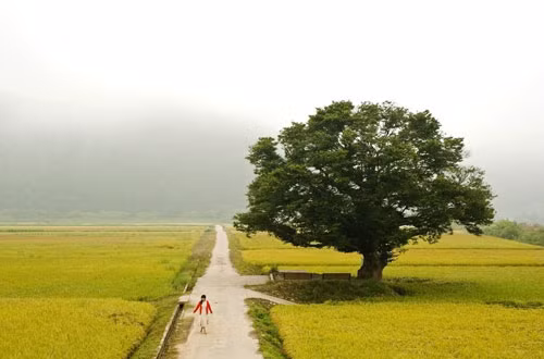 Cánh đồng lúa chín vàng ở Wonjeongsamgeori cũng sẽ cho bạn những bức ảnh tuyệt đẹp mùa thu ở Hàn Quốc.