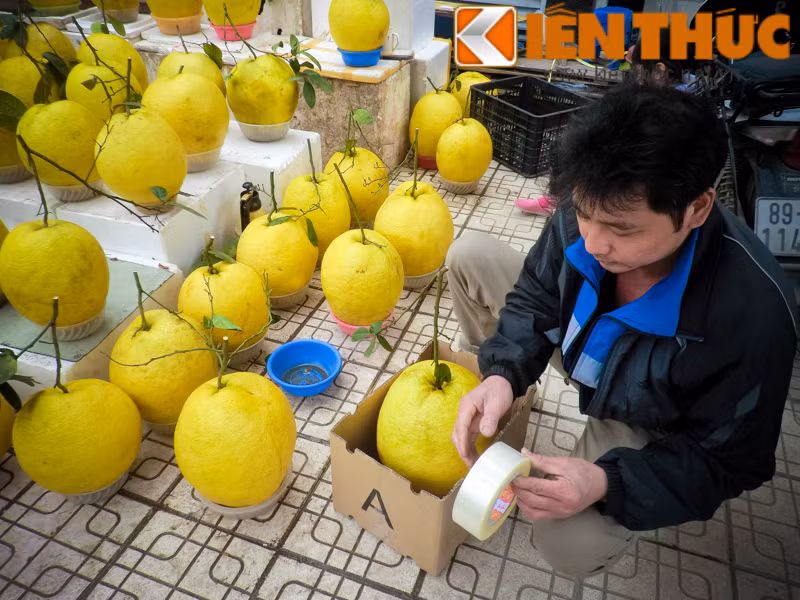 Chủ cửa hàng hoa quả đang đóng hộp bưởi vàng tiền triệu cho khách mua.