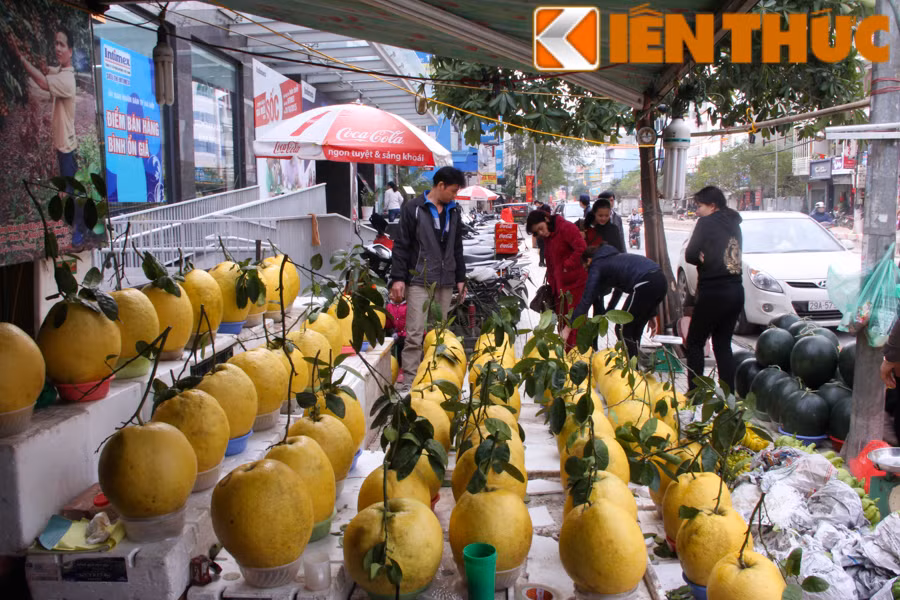 Khách Hà Nội "sốt xình xịch" mua bưởi vàng bày mâm ngũ quả. Theo những người bán hàng, bưởi vàng còn là một trong những vị thuốc quý chữa các bệnh như: đau đầu, hen suyễn, bong gân.