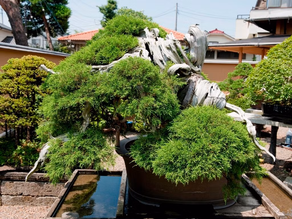 Thế độc của chậu bonsai có tuổi đời hơn 1.000 năm tuổi,