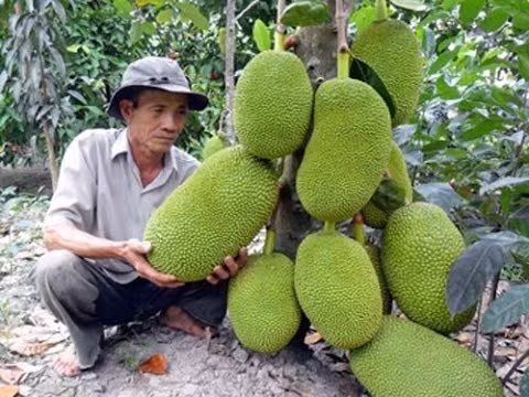 Đây là giống mít được trồng nhiều ở vùng Cần Thơ. Cây giống mít không hạt dao động từ 20.000 đồng, mít được thương lái mua tại vườn với giá từ 30.000 - 40.000 đồng/kg, mang lại giá trị kinh tế cao.