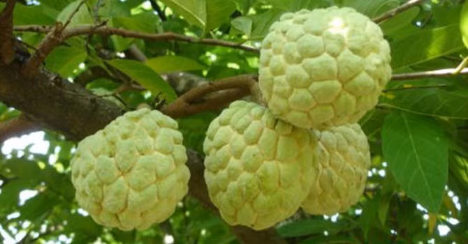 Na không hạt có quả nặng tới 1kg khiến nhiều người tò mò, thích thú. Quả có mùi vị ngọt thanh, thịt trắng dai và cho năng suất cao hơn so với các giống na truyền thống.